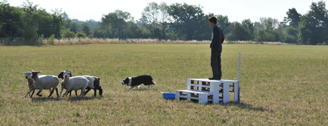 Pension du Val de Cassel - Pension et dressage pour chiens Pension du Val de Cassel - Pension et dressage pour chiens