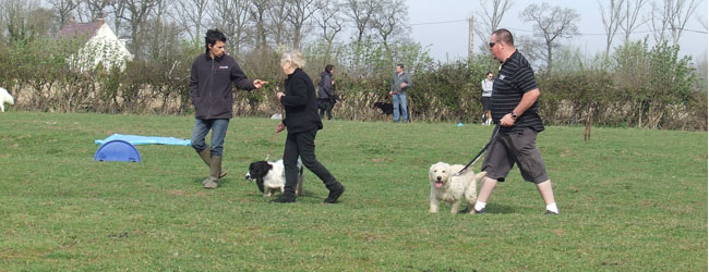 Pension du Val de Cassel - Pension et dressage pour chiens Pension du Val de Cassel - Pension et dressage pour chiens