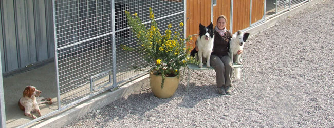 Pension du Val de Cassel - Pension et dressage pour chiens Pension du Val de Cassel - Pension et dressage pour chiens