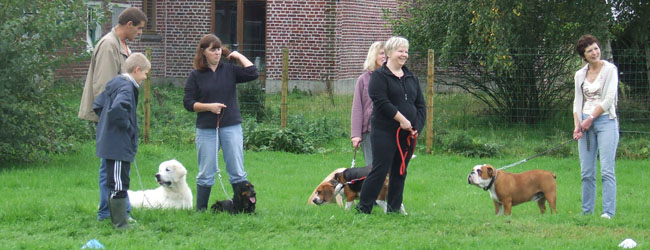 Pension du Val de Cassel - Pension et dressage pour chiens Pension du Val de Cassel - Pension et dressage pour chiens